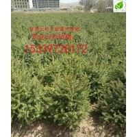 賣云杉就到甘肅云杉千畝甘肅青海云杉批發(fā)