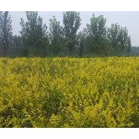 營養(yǎng)杯金葉榆粗0.6cm；高70cm