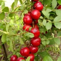 山西虎子苗木合作社出售【鈣果苗，中華鈣果苗】