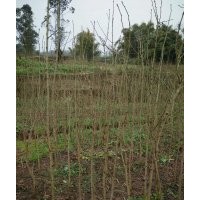 4年生銀杏小苗供應(yīng)