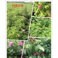 平陰四季玫瑰苗