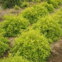 金葉蕕苗批發(fā)