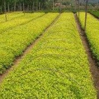 叢生金葉榆小苗價格