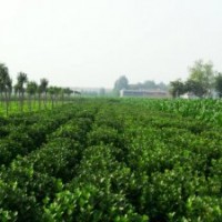 黃楊廣玉蘭桂花石楠各種小苗萬(wàn)種苗木