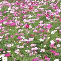 山東波斯菊杯苗波斯菊價格波斯菊花海設計施工養(yǎng)護