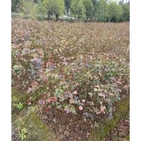 南京紅豆杉南京羅漢松南京濕地松南京楠木大苗