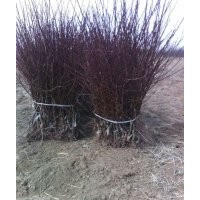 荒山綠化種仁用杏樹