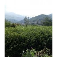 紅豆杉小苗，基地直銷，數(shù)量多