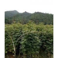 湖北楓香，湖北木荷，湖北杉木，湖北青楓，湖北羅漢松，湖北青錢