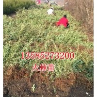 火棘苗價格高度40-50公分火棘大苗價格優(yōu)惠江蘇火棘苗產(chǎn)地價格