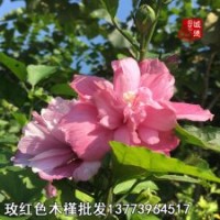 觀賞食用木槿花苗工程綠化苗夏季花開(kāi)不斷木槿樹(shù)苗量大基地直銷(xiāo)