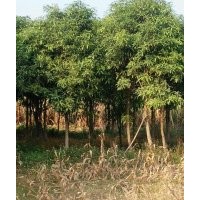 胸徑10公分以扁桃樹（地苗）