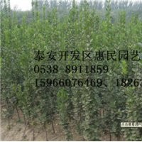 山東日照0.5-3米高北海道黃楊綠化苗批發(fā)價(jià)格