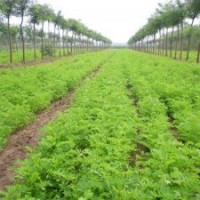 長期供應(yīng)紫穗槐