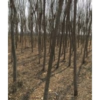 垂柳 西府海棠 白皮松