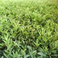 40公分高毛鵑價格，江蘇有貨源