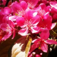 北美海棠紅寶石海棠王族海棠