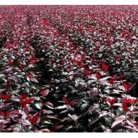 臨沂果樹苗臨沂海棠苗臨沂苗木價格