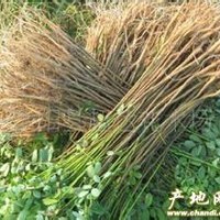 紫穗槐 紫穗槐 量大 價(jià)低