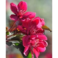 海棠中的精品王族海棠、王族海棠價格