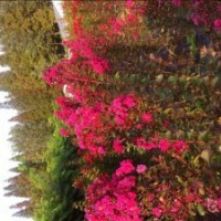 紅火球、紅火箭小苗