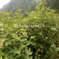 造林綠化兼用苗木楓香樹苗
