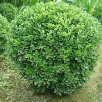 招遠(yuǎn)聚鑫苗木熱情歡迎您