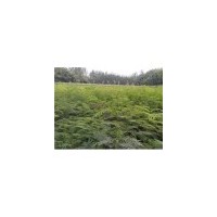 最新小苗合歡出售//合歡小苗供應(yīng)