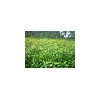 浙江木荷/造林木荷小苗