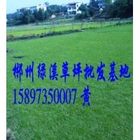 郴州草皮價格