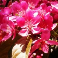 金色雨、草原之火、唐美林海棠接穗