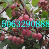 亞當(dāng)海棠，大葉北美海棠，珠穆朗瑪海棠