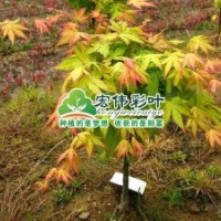 日本紅楓-赤金楓