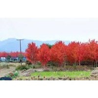 美國紅楓-十月光輝