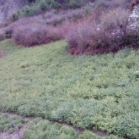 急出售樹(shù)苗：云杉,油松,側(cè)柏