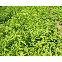 刺五加苗，刺五加苗基地，短梗刺五加種苗、刺五加苗價(jià)格