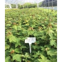 淄博中大園林大量出售秋日夢幻，太陽谷，十月光輝，大葉絲棉木，