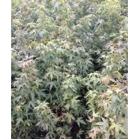 青楓苗，湖北青楓苗，青楓苗價格