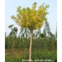 本公司常年大量供應(yīng)各類苗木花卉，品質(zhì)優(yōu)，價(jià)格低