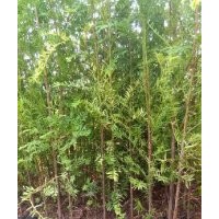 出售大量紅豆杉，各種規(guī)格均有