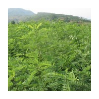 山西國槐苗 山西刺槐苗
