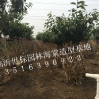 臨沂世標園林海棠造型樹