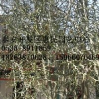 山東泰安枸橘小苗批發(fā)價格