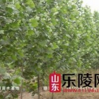山東樂陵寨頭堡綠源苗木基地出售法桐、國槐樹苗