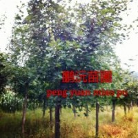 大量出售五角楓6～9公分，苗圃