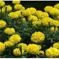 批發(fā)國慶菊 矮牽牛 紫葉草 彩葉草 孔雀草 萬壽菊 金盞菊