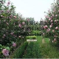 山東泰安木槿苗批發(fā)價格