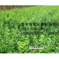 山東泰安扶芳藤批發(fā)價(jià)格