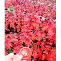 美國紅楓、紅點紅楓、紅冠紅楓小苗