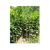 廣西農(nóng)戶出售八月桂苗